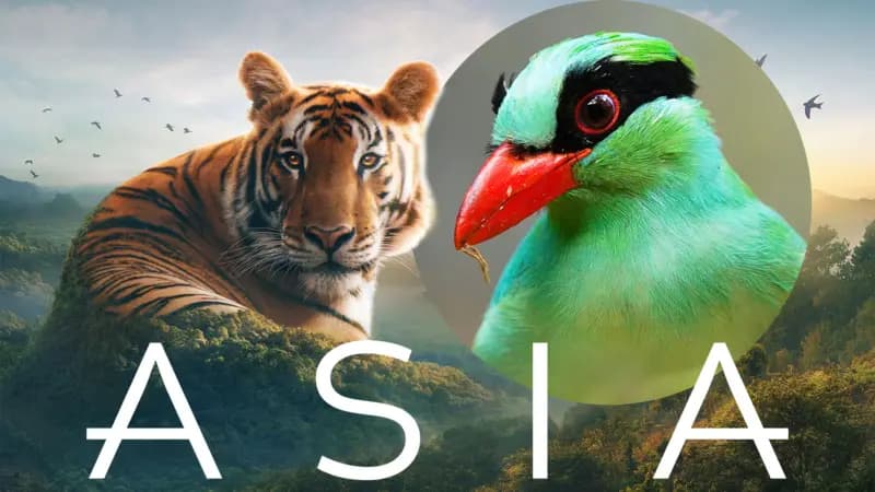 Asia: Saving Asia. Quiz