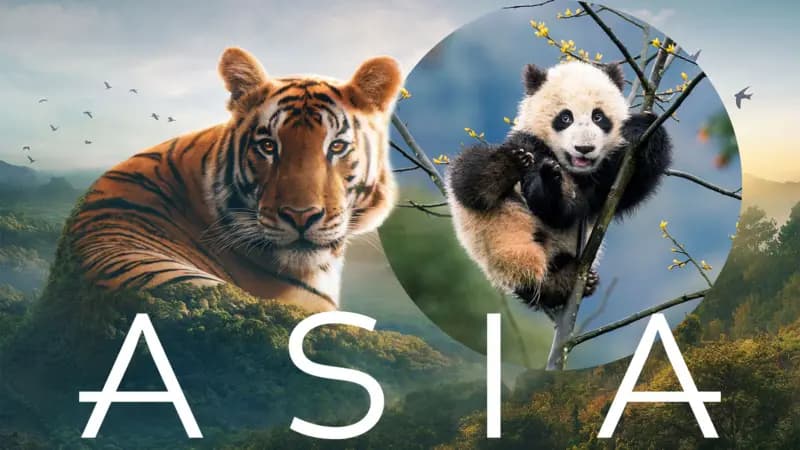 Asia: Tangled Worlds. Quiz