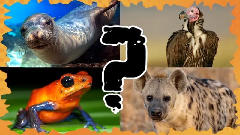 Deadly: Four animals, one fact. Quiz