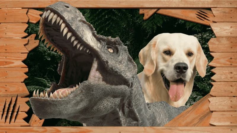Dinosaur or Labrador? Quiz