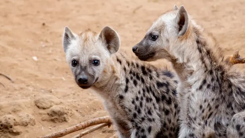 Kingdom: Tenta's hyena clan. Quiz