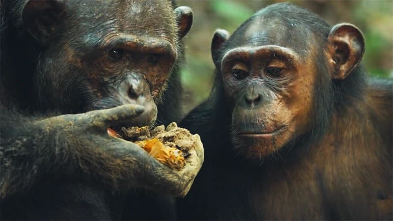 Mammals, Forest. Quiz