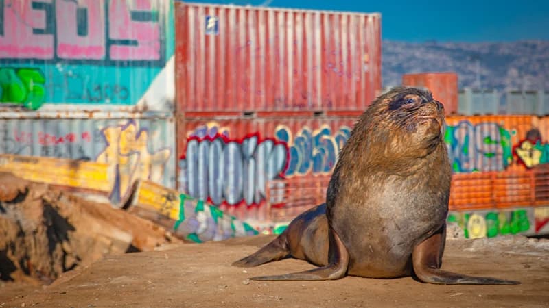 Mammals, The New Wild  Quiz