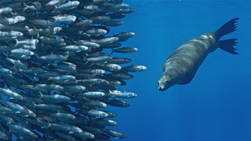 Mammals, Water. Quiz