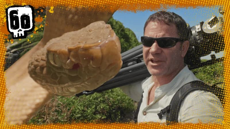 Welcome to Snake Island. Quiz