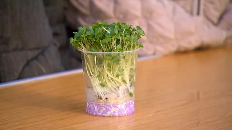 Cress. Interactive