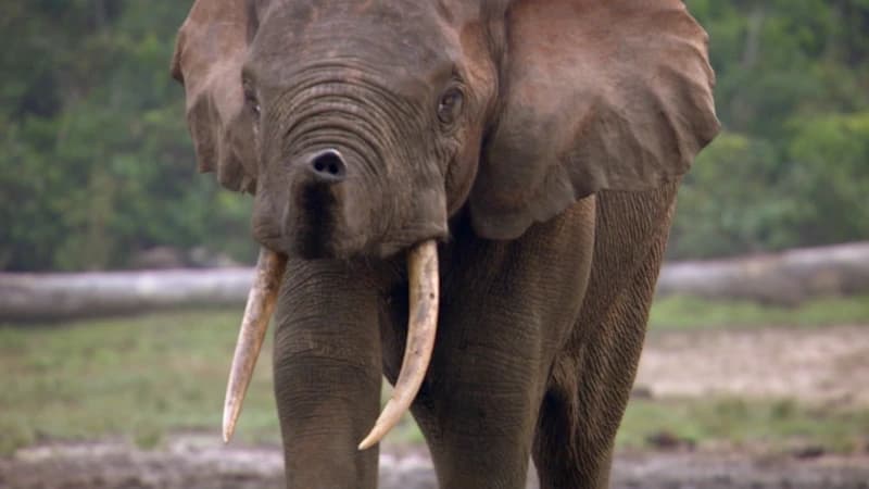 Forest elephant quiz. Activity